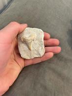 Haaientand Fossiel in Steen, Verzamelen, Mineralen en Fossielen, Ophalen of Verzenden, Fossiel