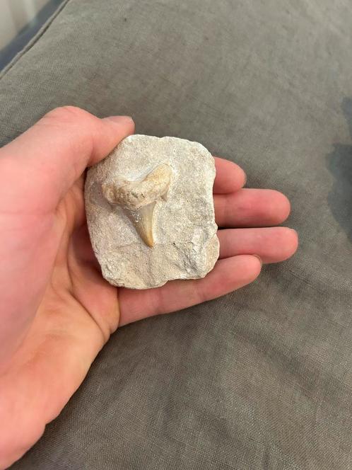 Haaientand Fossiel in Steen, Verzamelen, Mineralen en Fossielen, Fossiel, Ophalen of Verzenden