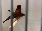 Koppel vuurvinken, Dieren en Toebehoren, Vogels | Overige Vogels, Meerdere dieren, Geringd