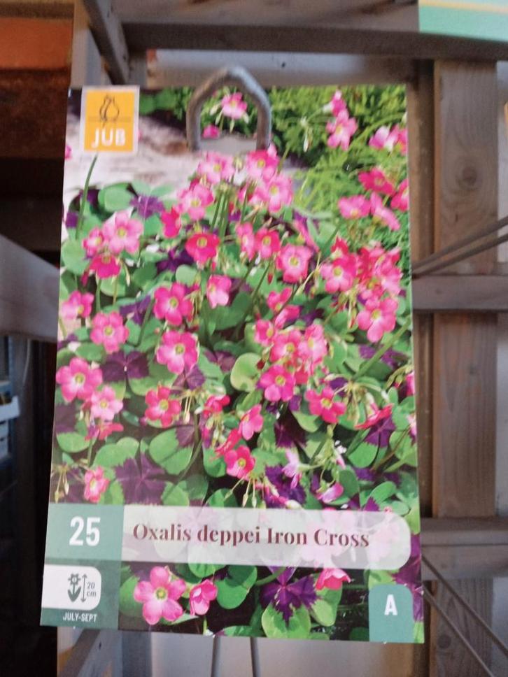 Oxalis deppei, Tuin en Terras, Bloembollen en Zaden, Volle zon, Ophalen of Verzenden