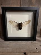 Mooie lijst met een Reuzencicade, Ophalen of Verzenden, Nieuw, Insect, Opgezet dier