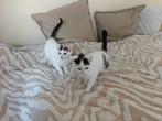Lieve kittens, Dieren en Toebehoren, Katten en Kittens | Overige Katten, Meerdere dieren, Kortharig, 0 tot 2 jaar