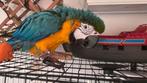 Super Tamme 1 jaar oud, Dieren en Toebehoren, Vogels | Parkieten en Papegaaien, Mannelijk, Papegaai
