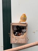 5 super leuke japanse meeuwtjes met kuif, Dieren en Toebehoren, Meerdere dieren, Tropenvogel, Geringd