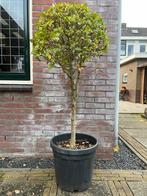 Liguster tuinboom, Tuin en Terras, Planten | Bomen, Bloeit niet, 100 tot 250 cm, Ophalen, Volle zon