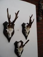 3 ree geweien (17) samen voor 25 euro, Verzamelen, Dierenverzamelingen, Ophalen of Verzenden, Zo goed als nieuw, Wild dier, Gewei of Kop