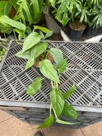 Monstera Obliqua Suriname, Huis en Inrichting, Ophalen of Verzenden, Overige soorten, Minder dan 100 cm