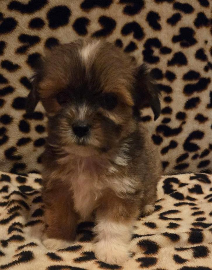 Te koop leuke Boomer Pups (Lhasa Apso x Maltezer), Dieren en Toebehoren, Honden | Chihuahua's en Gezelschapshonden, Meerdere dieren