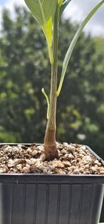 Afrikaanse Baobab (Adansonia digitata) – Apenbroodboom, Minder dan 100 cm, Zomer, Volle zon, In pot