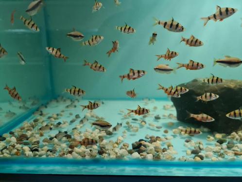 Vijfstreepbarbeel, Desmopuntius pentazona, Dieren en Toebehoren, Vissen | Aquariumvissen, Zoetwatervis, Vis