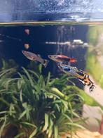 Aquarium guppies los te koop of per 5., Ophalen