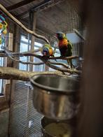 Bewezen koppel lori van de blauwe bergen, Dieren en Toebehoren, Meerdere dieren, Papegaai, Geringd