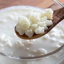 👉✨️Verse melk kefirkorrels✨️🥛 beschikbaar voor biedingen