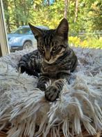 Ter adoptie: Ziggi zoekt gouden mandje, Dieren en Toebehoren, Katten en Kittens | Overige Katten, Kater