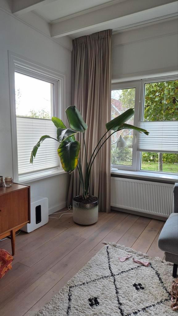 Strelitzia Nicolai - Paradijsvogelplant, Huis en Inrichting, Kamerplanten, Halfschaduw, Ophalen