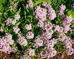 Alyssum Rosie o'Day, Ophalen of Verzenden, Voorjaar, Volle zon, Zaad