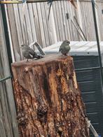 Koppel Kakarikis, Dieren en Toebehoren, Vogels | Overige Vogels, Meerdere dieren