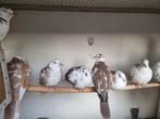 13 bonte tortels, Dieren en Toebehoren, Vogels | Duiven, Mannelijk