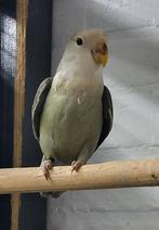 Jonge agapornis roseicollis man met dna, Mannelijk, Dwergpapegaai of Agapornis, Geringd