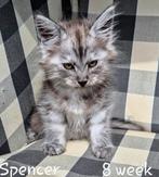 Maine Coon kamertjes..., Dieren en Toebehoren, Katten en Kittens | Raskatten | Langhaar, Kater, Gechipt, 0 tot 2 jaar