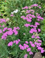Achillea millefolium zaden “Duizendblad” (roze), Ophalen of Verzenden, Voorjaar, Volle zon, Zaad