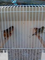 kanarie, Dieren en Toebehoren, Vogels | Kanaries, Mannelijk, Kleurkanarie