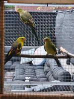 Koppel bergparkieten, Meerdere dieren, Parkiet, Geringd