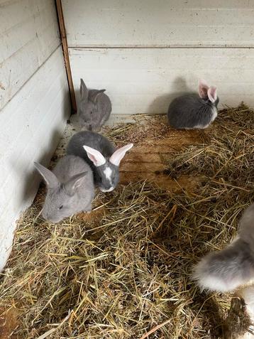 Duitse reuzen konijnen beschikbaar voor biedingen