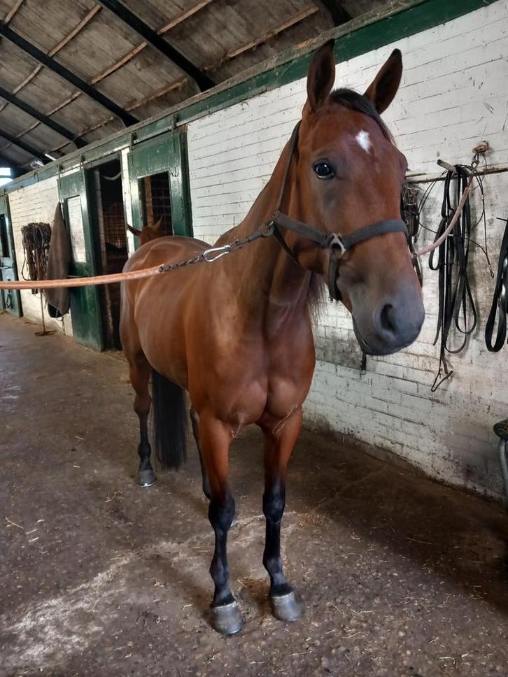lieve ervaren bijrijdster gezocht, Diensten en Vakmensen, Dieren | Paarden | Verzorging, Oppas en Les, Verzorging of Verzorgpony's
