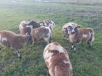 Bonte ooien, Dieren en Toebehoren, Schapen, Geiten en Varkens, Vrouwelijk, Schaap, 0 tot 2 jaar