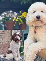 Australian Labradoodle pups, Dieren en Toebehoren, Honden | Retrievers, Spaniëls en Waterhonden, Rabiës (hondsdolheid), Overige rassen