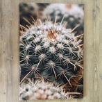 Canvas schilderij cactus close-up 60x90 cm, Oorspronkelijke maker, Nieuw, Ophalen of Verzenden, Print