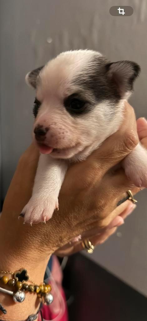 Te koop aangeboden, Dieren en Toebehoren, Honden | Chihuahua's en Gezelschapshonden, Meerdere dieren, Chihuahua, Particulier, Meerdere