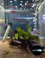 Nannostomus rubrocaudatus, Vis, Zoetwatervis