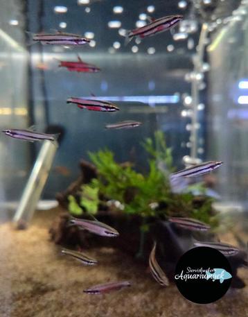 Nannostomus rubrocaudatus beschikbaar voor biedingen