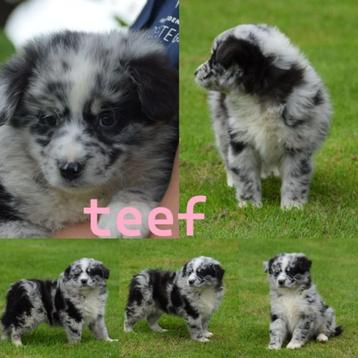 Schitterende mini Australian shepherd pups beschikbaar voor biedingen