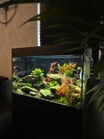 Oase StyleLine 125 – Compleet Aquarium met Filter en CO2, Dieren en Toebehoren, Vissen | Aquaria en Toebehoren, Ophalen, Zo goed als nieuw