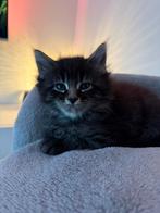 Main Coon kittens, Dieren en Toebehoren, Katten en Kittens | Raskatten | Langhaar, Meerdere dieren, Gechipt, 0 tot 2 jaar