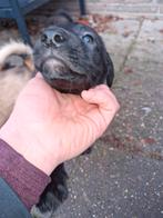 2 laatste teefjes, mogen volgende week weg - Kruising!, Dieren en Toebehoren, 8 tot 15 weken, Groot, Meerdere, Meerdere dieren