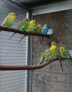 Jonge grasparkieten te koop., Dieren en Toebehoren, Vogels | Parkieten en Papegaaien, Meerdere dieren, Parkiet, Geringd