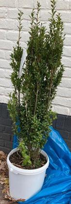 Japanse hulst Ilex Crenata 'Fastigiata', Tuin en Terras, Planten | Bomen, Halfschaduw, Overige soorten, Lente, 100 tot 250 cm
