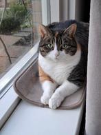 Goed tehuis gezocht voor liesje poes 5 jaar, Dieren en Toebehoren, Katten en Kittens | Overige Katten, Poes, Kortharig, 3 tot 5 jaar