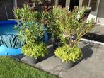 Oleander, Tuin en Terras, Planten | Tuinplanten, Ophalen, Zomer, Overige soorten, Volle zon