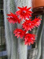 Monkey tail cactus - apenstaart, Ophalen of Verzenden, Cactus, Volle zon, Minder dan 100 cm