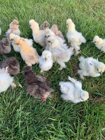 Usa zijdehoen hennen 🐥2wk geent zijdehoenders hen 🍀 beschikbaar voor biedingen