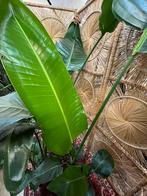 Strelizia Nicolai 200cm, Huis en Inrichting, Kamerplanten, Ophalen, Overige soorten, Minder dan 100 cm