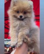 Pomeriaan bearface pup, Dieren en Toebehoren, Particulier, Keeshond, Rabiës (hondsdolheid), 15 weken tot 1 jaar
