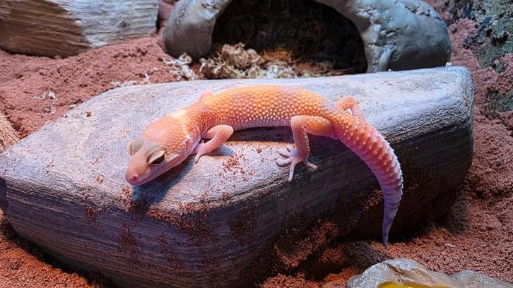 Mack Tremper Luipaardgekko