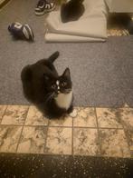 2 Katten  5 maanden, Dieren en Toebehoren, Katten en Kittens | Overige Katten, Kater