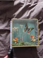 Vlinder in glazen stolp moderne vlinderstolp, Huis en Inrichting, Ophalen of Verzenden, Zo goed als nieuw